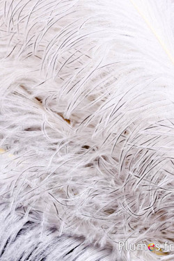 Autruche premium - 50-60 cm - crème-gris naturel